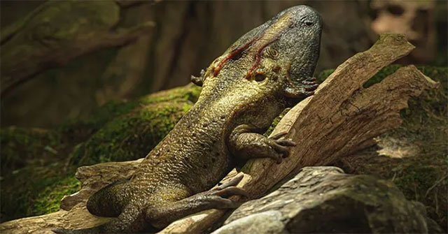 Discovered ancient amphibians with giant heads that use sticky tongues to catch prey
