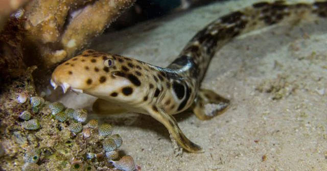 Discovered Australian and New Guinea sharks evolved more legs, can hunt in shallow water