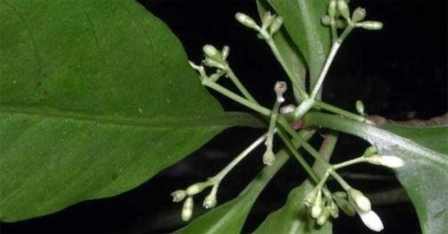 Discovered 'backyard tree' in Samoa can help treat cancer, Covid-19