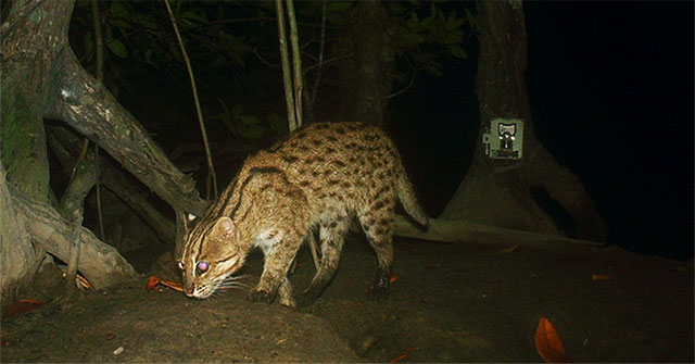 Discovered cats swimming like fish and 700 species in Cambodia's mangrove forests