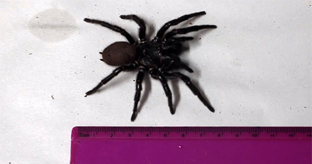 Discovered extremely poisonous '8-legged monster' 7.6cm long, terrible fangs bite through human nails