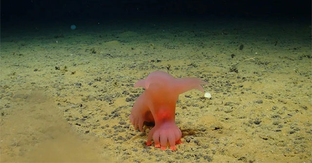 Discovered many mysterious creatures under the Pacific Ocean, some living up to 15,000 years old
