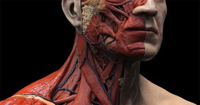 Discovered more new body parts in the human body