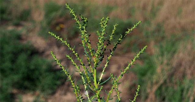 Discovered salt-tolerant plants that absorb hundreds of tons of salt per square kilometer of land