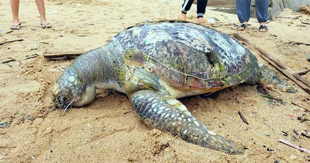 Discovered sea turtle carcasses washed up on the beach in Ba Ria-Vung Tau