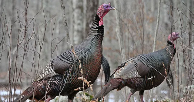 Discovered that wild turkeys live 4 times longer than normal chickens
