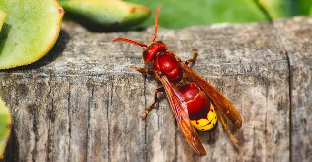 Discovered the animal with the strongest 'alcohol capacity' in the world