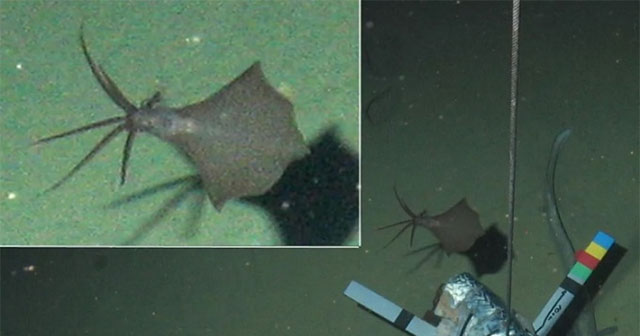 Discovered the largest fin squid in the world