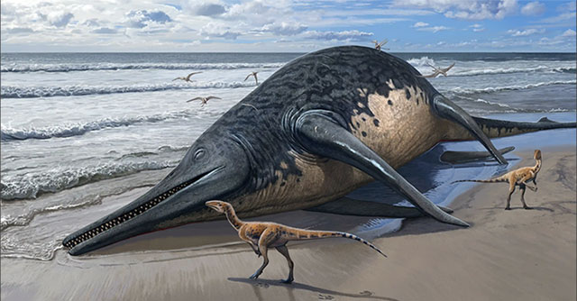 Discovered the largest marine reptile fossil, up to 25m long