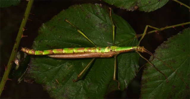 Discovered the world's first hermaphroditic green bean stick beetle