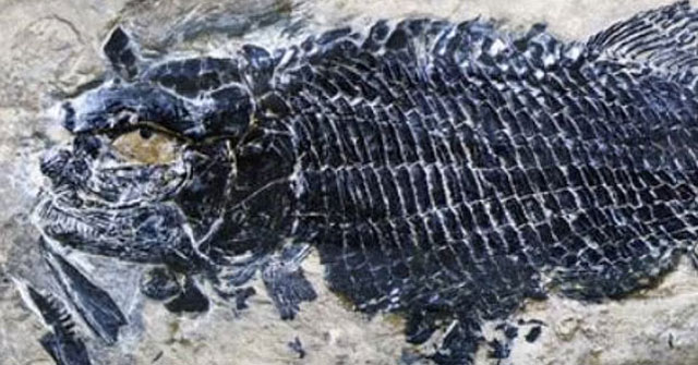 Discovered the world's oldest 244 million-year-old bony fish fossil in China