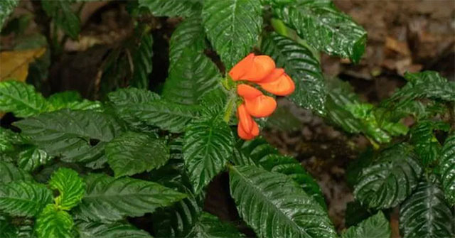 Discovered wild flowers thought extinct 40 years ago in Ecuador