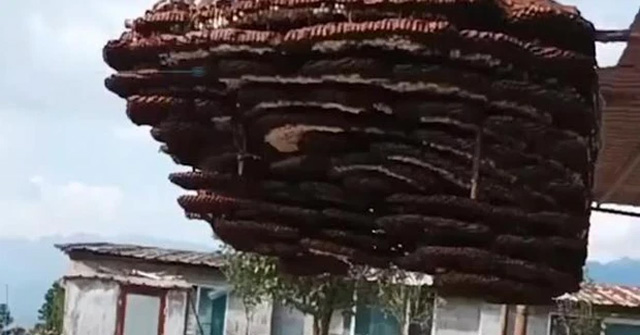 Discovering a 10-storey honeycomb as big as a house, the villagers took it down to register a Guinness record