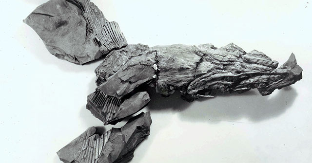 Discovering a 324 million-year-old shark 'born from the dead' in the US