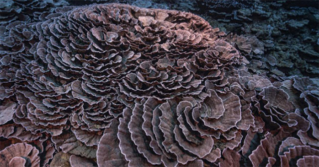 Discovering a giant rose-shaped pristine coral reef
