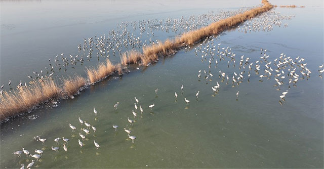 Discovering rare birds at a reserve in Northern China