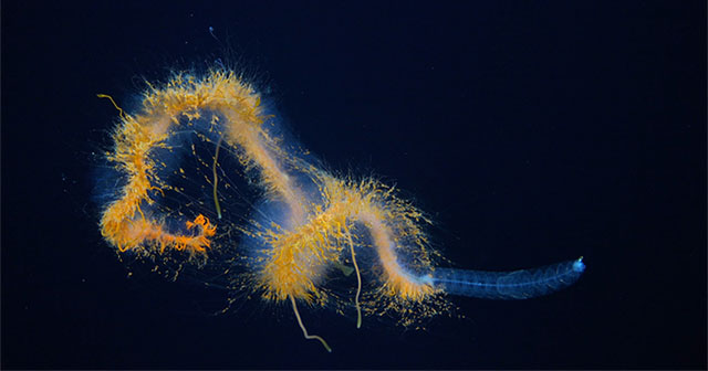 Discovering the 'flying spaghetti monster' and many strange species in the deep sea