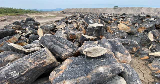 Discovering the largest fossil mine in Southeast Asia in Vietnam: More than 30 million years old, many new species found