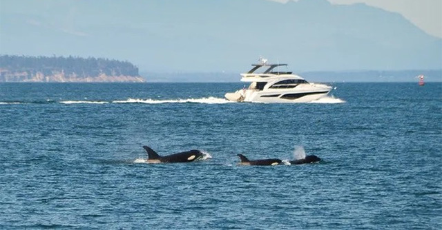 Discovering whales sinking boats in unexpected places