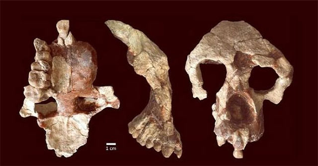 Discovery of 8.7 million-year-old remains turns human history upside down