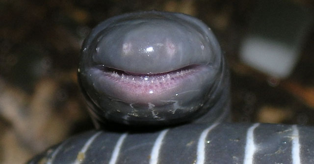 Discovery of 'alien' amphibians that can both lay eggs and breastfeed their babies