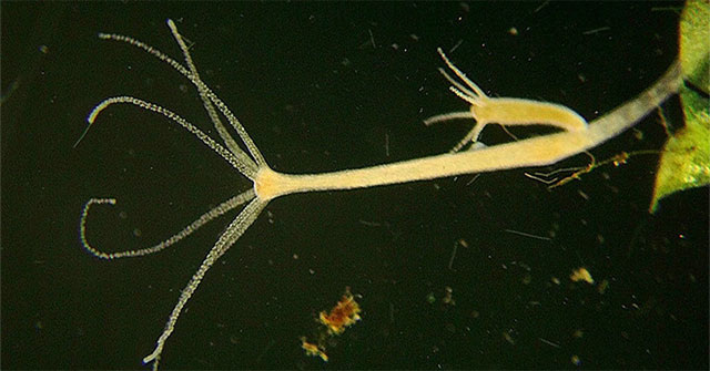Discovery of organisms that can transmit cancer