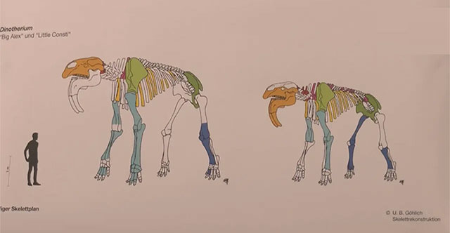 Discovery of prehistoric elephant bones in Germany