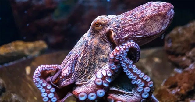 Discovery of sex chromosomes 248 million years ago in octopuses
