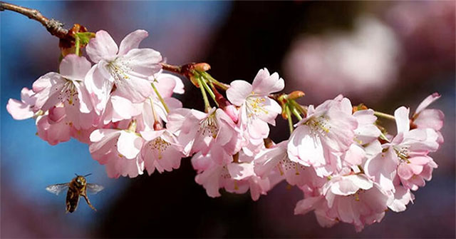Discovery of the evolutionary history of flowering plants