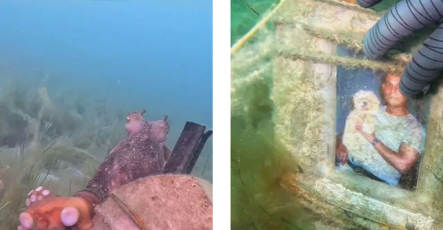 Diver gets scared when being led by an octopus to a tombstone on the seabed