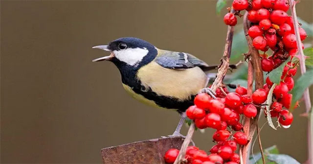Do birds have their own language?