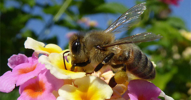 Do insects feel pain like humans?