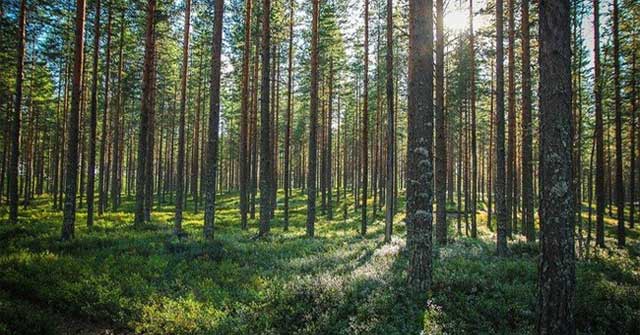 Do trees grow faster because of earthquakes?