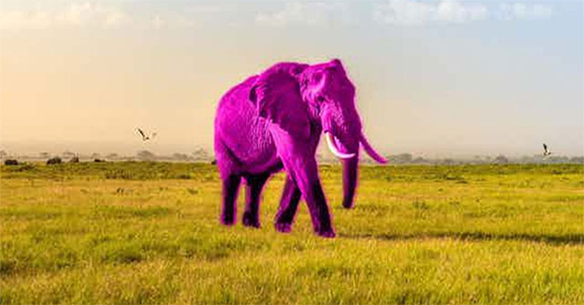 Does the Pink Elephant Test Reveal Whether You Have 'Animagi' Syndrome?
