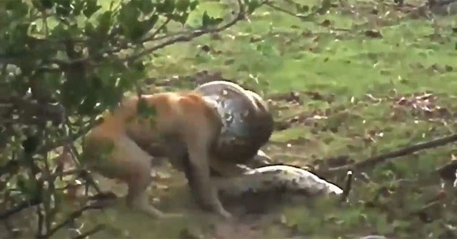 Dog attacked by large python and the unexpected 'turnaround'