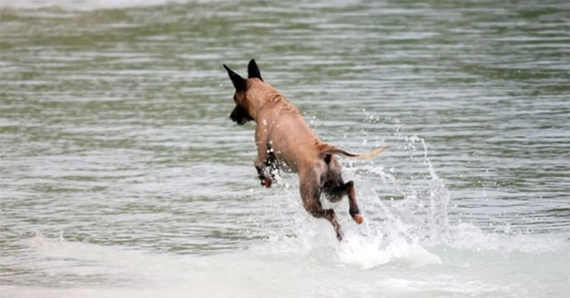 Dogs hunt sharks to survive on deserted island