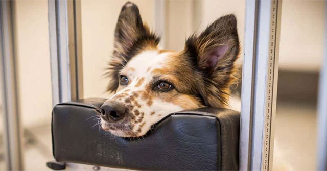 Dogs recognize when 3D objects violate Newton's laws of physics