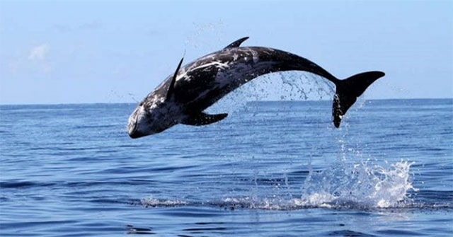 Dolphin 'invented' spinning diving technique to hunt