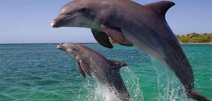 Dolphins 'dance' in front of a fisherman's boat in Khanh Hoa waters