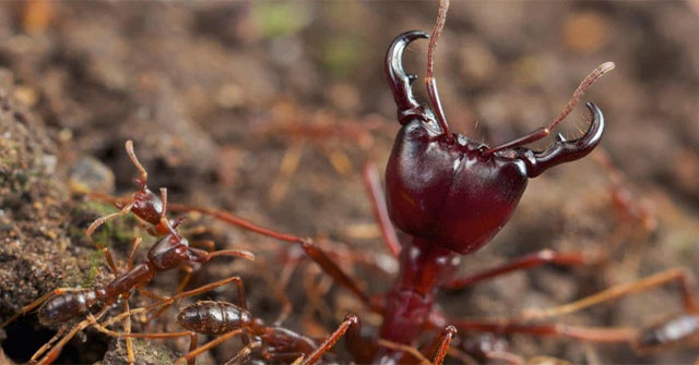 Don't play with fire ants, especially in Africa, they can 'turn' your body into Sashimi!
