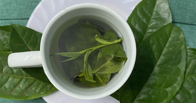 Drinking green tea reduces symptoms of rheumatoid arthritis