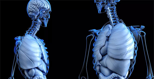 Dutch doctors discover new organ in human body