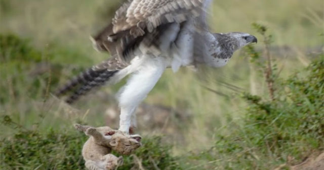 Eagles that eat lion cubs