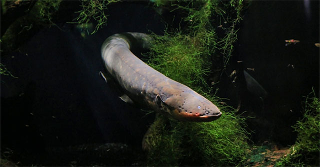 Earth's most powerful electric eel may be holding 'keys to the future'