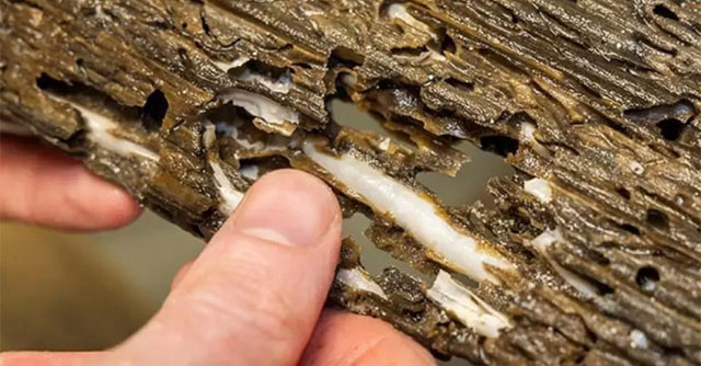 Eating Chinese seaweed could be the food of the future