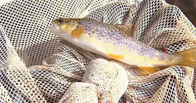 Eating one wild fish in the US is equivalent to drinking dirty water for a month.