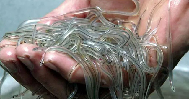 Eel is as transparent as glass, a global smuggled 'white gold' treasure