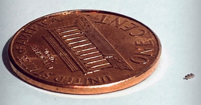 Effective cancer treatment thanks to micro-robots