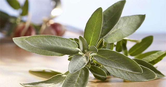 Effects of sage on women's health