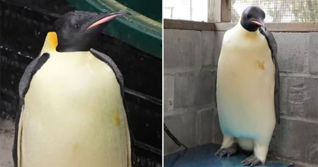 Emperor penguin strays more than 3,200km